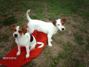 JAck Russel Terrier