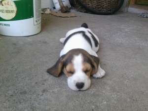 pui BEAGLE de 6 saptamini