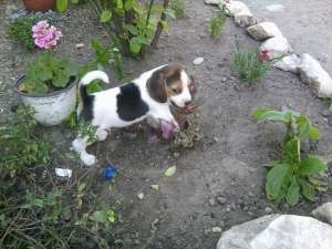 pui BEAGLE de 6 saptamini