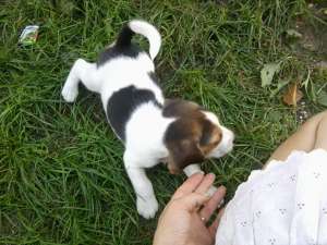 pui BEAGLE de 6 saptamini