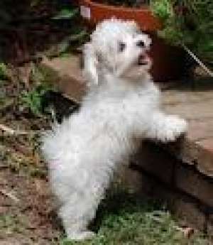 pui dulce maltază gata pentru o casa buna