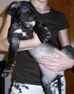 Pui Amstaff 2 luni jumate