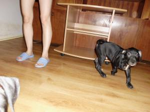 Pui Amstaff 2 luni jumate
