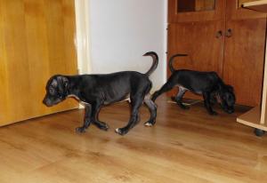 Pui Amstaff 2 luni jumate