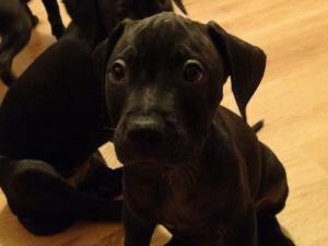 Pui Amstaff 2 luni jumate