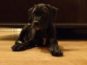 Pui Amstaff 2 luni jumate