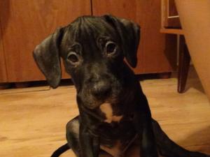 Pui Amstaff 2 luni jumate