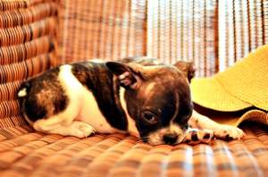 Vand puiuti Bulldog Francez
