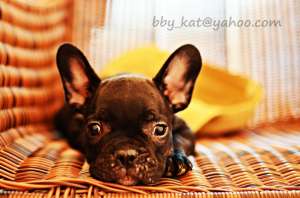 Vand puiuti Bulldog Francez