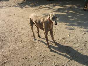 Ogr de vanzare