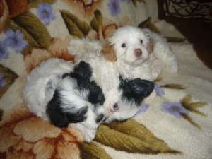 Bichon catelusi de vanzare