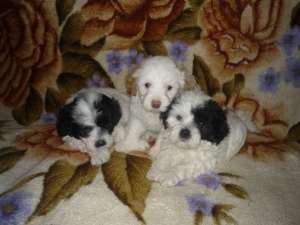 Bichon catelusi de vanzare