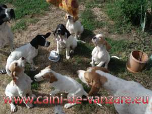 Pointer englez,  livrare imediata