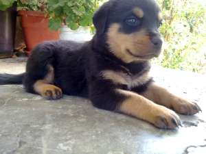 pui rottweiler