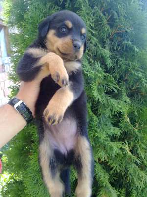pui rottweiler