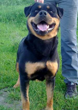 pui rottweiler
