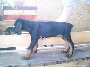 VAND PUI DOBERMANN 2 LUNI