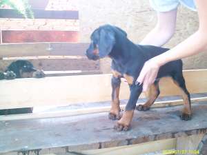 VAND PUI DOBERMANN 2 LUNI