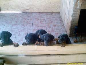 VAND PUI DOBERMANN 2 LUNI