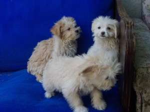 vand bichon ieftin