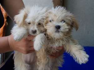 vand bichon ieftin