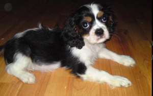 vand pui cavalier king charles