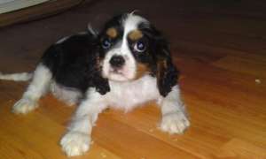 vand pui cavalier king charles