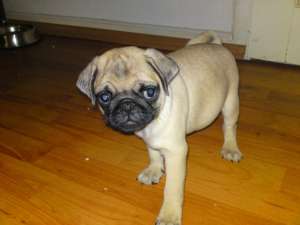 vand pui mops (pug)
