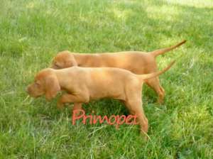 Caini Vizsla Maghiara de Vanzare