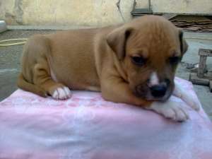 vanzare pui amstaff