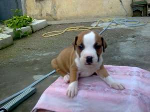 vanzare pui amstaff