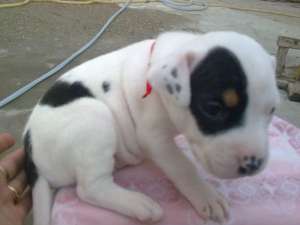 vanzare pui amstaff
