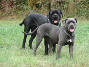 pui cane corso superbi