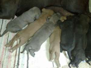 pui cane corso superbi