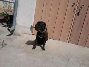 pui cane corso superbi