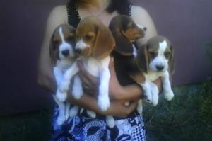 Beagle (bicolor si tricolor) , Bulldog Englez si Mops Pug de vanzare