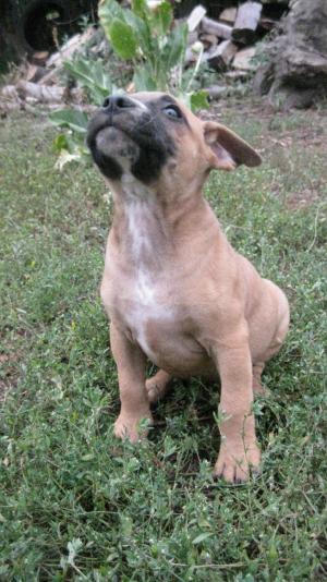 Vand pui amstaff