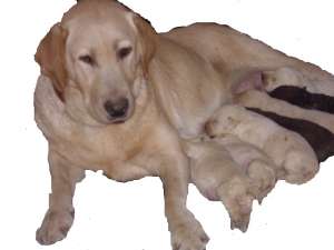 catei labradori