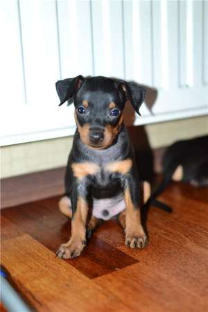 Vand pui Pinscher Pitic,   mascul,   negru,   8 sapt