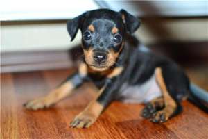 Vand pui Pinscher Pitic,   mascul,   negru,   8 sapt