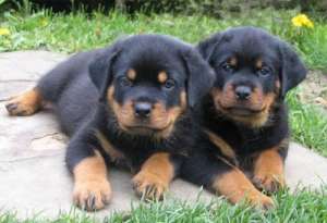 Vand pui rottweiler