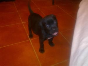 Cane Corso Puii de vanzare