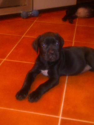 Cane Corso Puii de vanzare