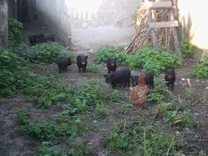 porci vietnamezi