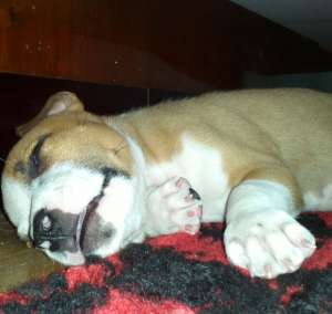 Pui amstaff