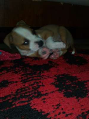 Pui amstaff
