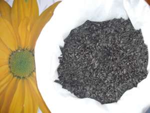 floarea soarelui pt.consum