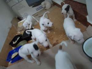 Pui dog argentinian mix cu amstaff