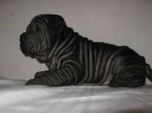 vand pui shar pei deosebiti
