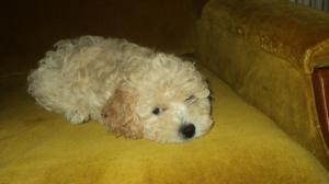 pui caniche pitic de vanzare